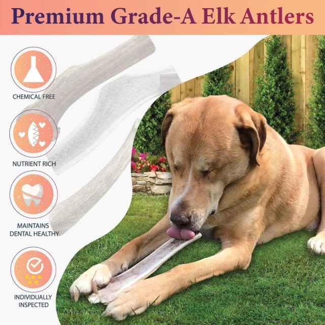 Premium Split Elk Antler for Dogs | size available ( Small, Medium, Large ) - Image 5