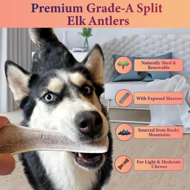 Premium Split Elk Antler for Dogs | size available ( Small, Medium, Large ) - Image 2