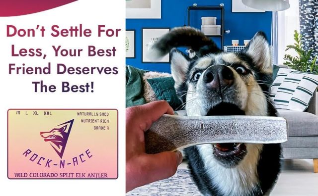 Premium Split Elk Antler for Dogs | size available ( Small, Medium, Large ) - Image 8