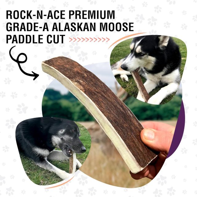 Premium Wild Alaskan Moose Antler Chew – 8–9'' Large, for 40–100lb Dogs - Image 4