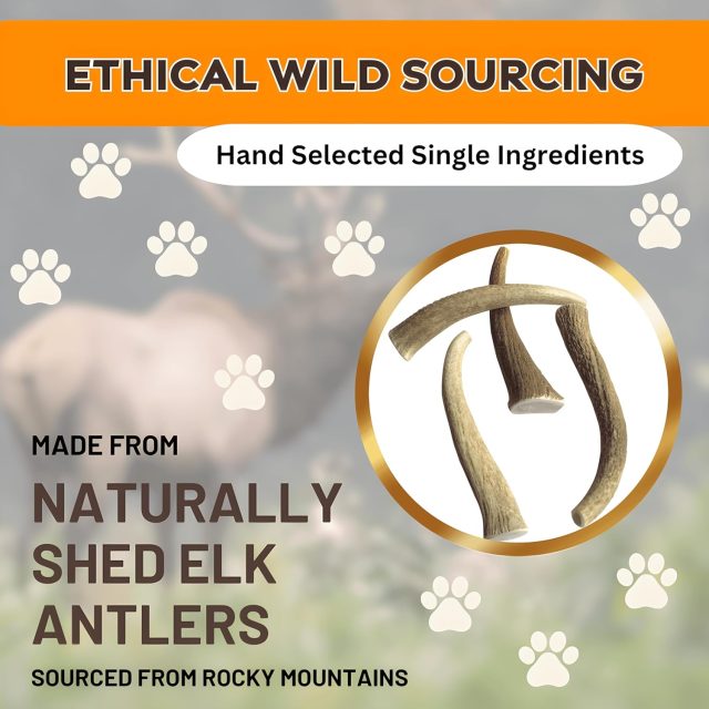 Premium Whole Elk Antler Dog Chew – 9–11'', Odorless & Long-Lasting for Aggressive Chewers (40–90 lbs) - Image 4