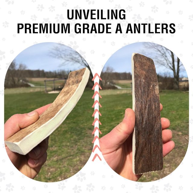 Premium Wild Alaskan Moose Antler Chew – 8–9'' Large, for 40–100lb Dogs - Image 7
