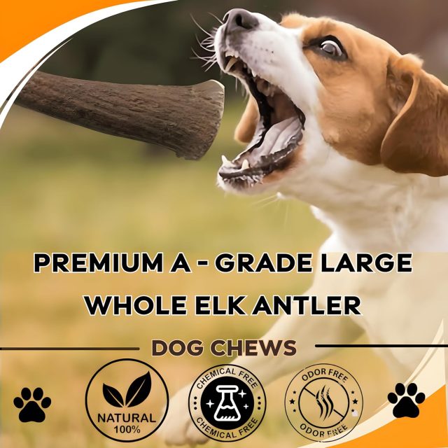Premium Whole Elk Antler Dog Chew – 9–11'', Odorless & Long-Lasting for Aggressive Chewers (40–90 lbs) - Image 2