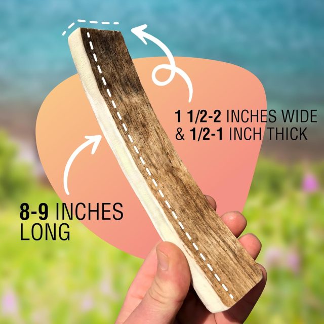 Premium Wild Alaskan Moose Antler Chew – 8–9'' Large, for 40–100lb Dogs - Image 5