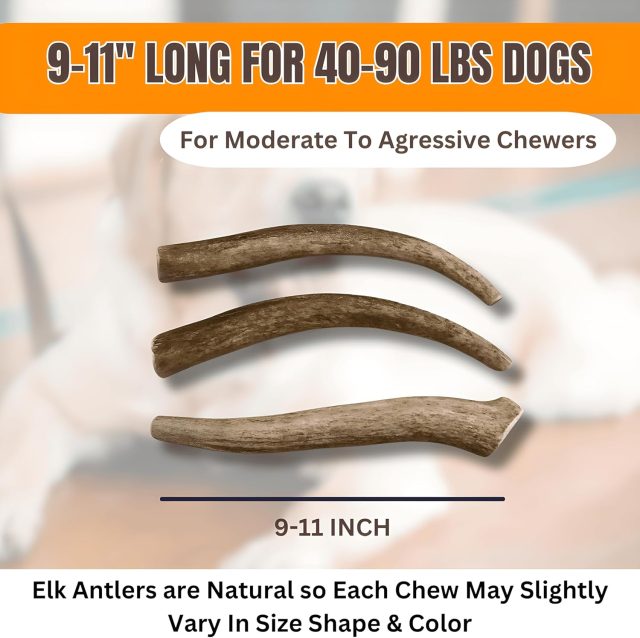 Premium Whole Elk Antler Dog Chew – 9–11'', Odorless & Long-Lasting for Aggressive Chewers (40–90 lbs) - Image 5