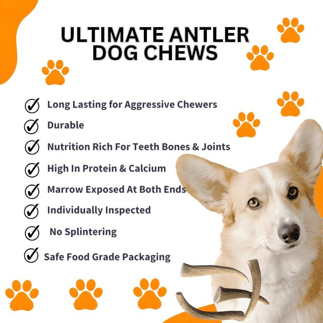 Premium Whole Elk Antler Dog Chew – 9–11'', Odorless & Long-Lasting for Aggressive Chewers (40–90 lbs) - Image 6