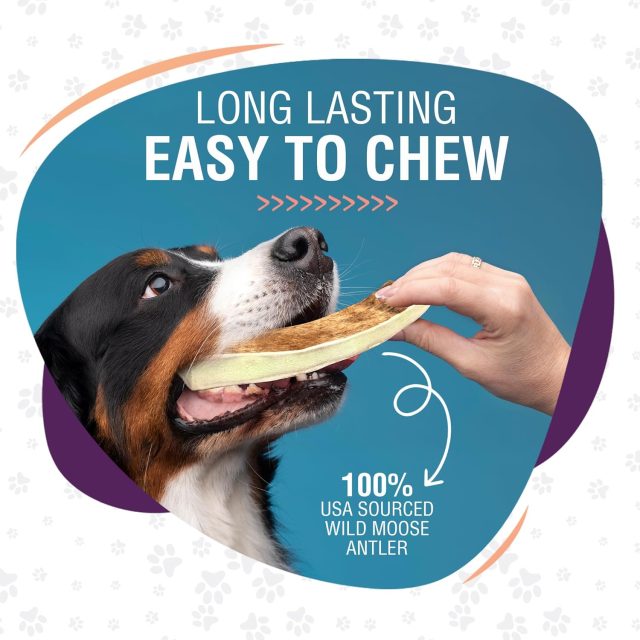Premium Wild Alaskan Moose Antler Chew – 8–9'' Large, for 40–100lb Dogs - Image 2