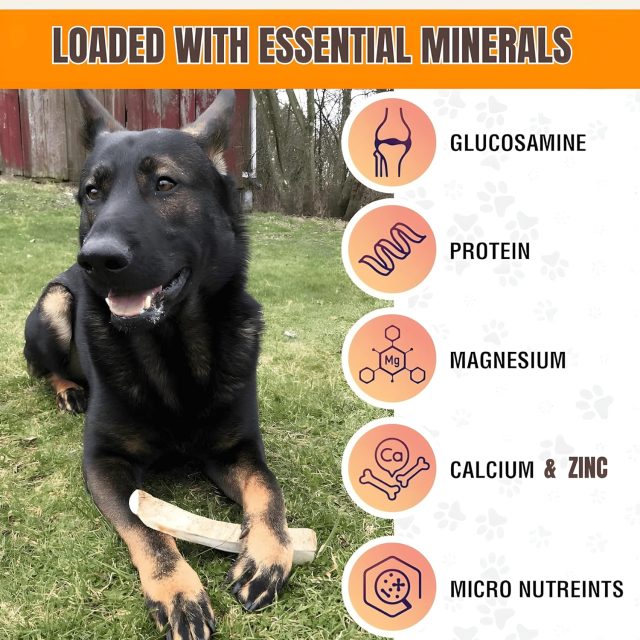 Premium Whole Elk Antler Dog Chew – 9–11'', Odorless & Long-Lasting for Aggressive Chewers (40–90 lbs) - Image 3
